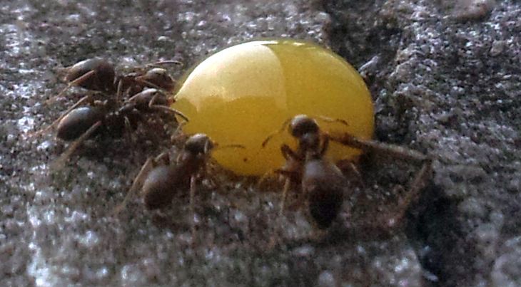 antsclose2.jpg