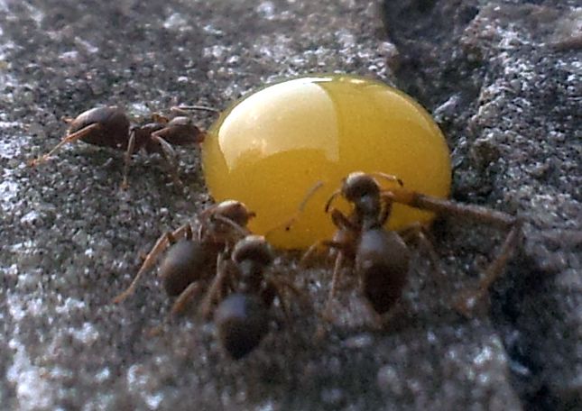 antsclose1.jpg
