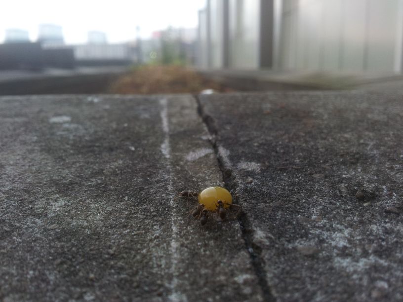 ants.jpg