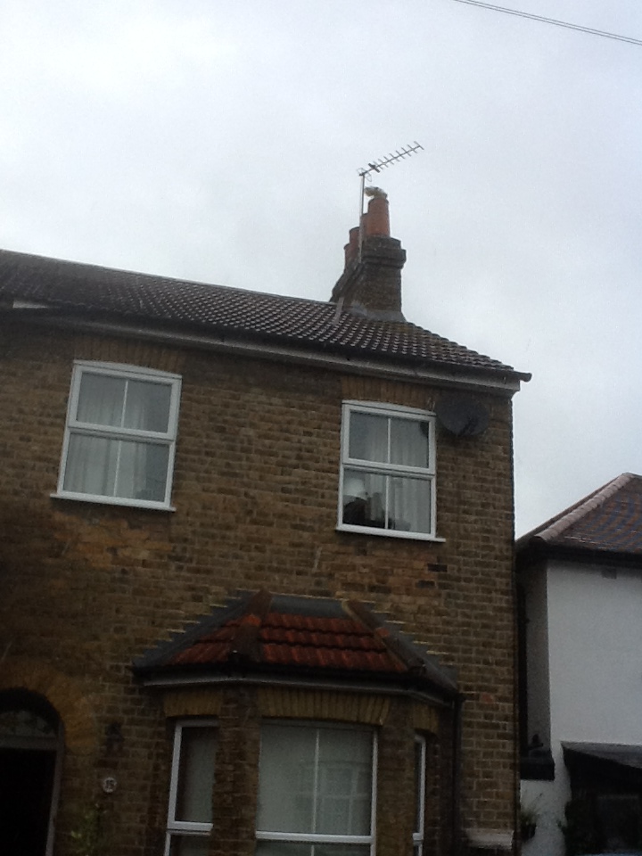Chimney Sweep Brush.JPG